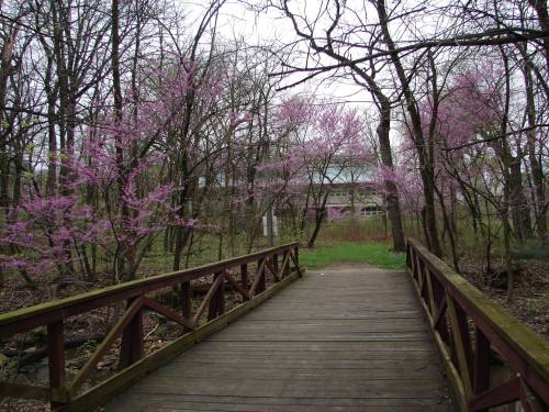 A wooden bridge leads through a forest with blooming pink trees, creating a serene, natural pathway.