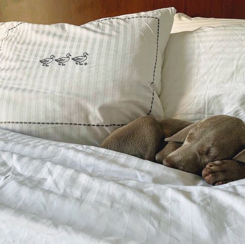 A sleeping dog curled up on a bed with white sheets and a decorative pillow.