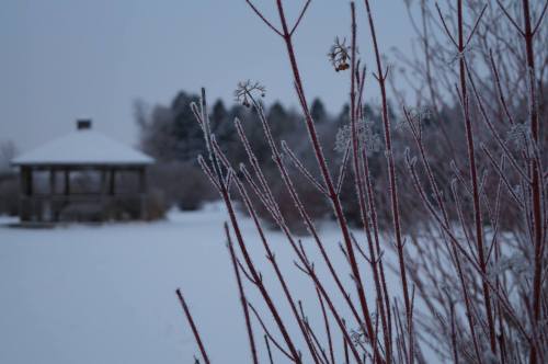 Frost-covered branches in the foreground with a snow-covered gazebo and trees in the background on a winter day.