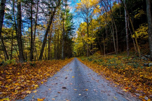 A serene dirt path lined with colorful autumn trees and fallen leaves under a clear blue sky.