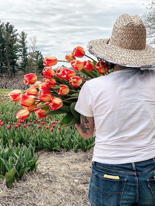 A person in a straw hat holds a large bouquet of red and yellow tulips in a flower field.