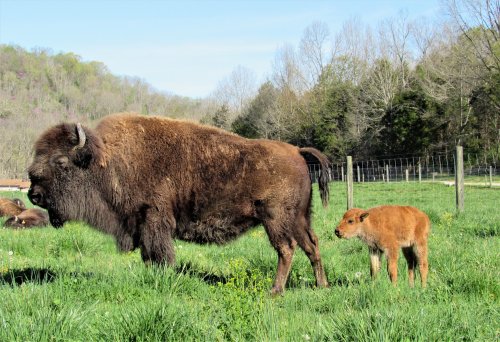 A bison and its calf stand in a grassy field with trees in the background on a sunny day.