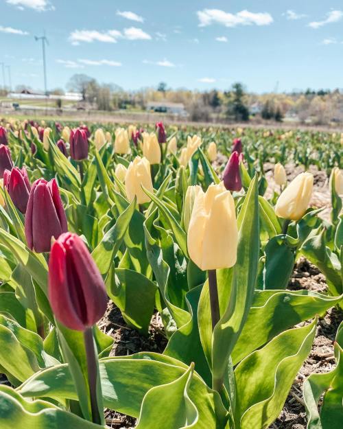 A vibrant field of red and yellow tulips under a blue sky with fluffy clouds.