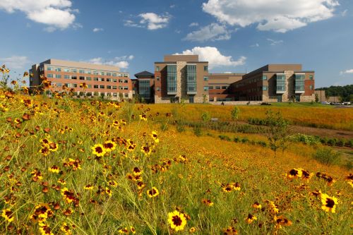 A vibrant field of yellow flowers in front of a modern building under a blue sky with fluffy clouds.