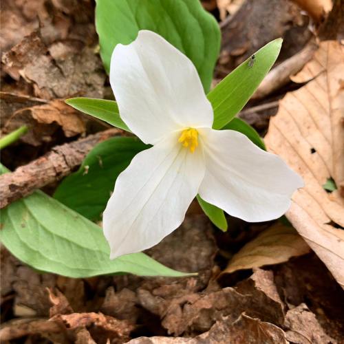 A white trillium flower with a yellow center, surrounded by green leaves and brown leaves on the ground.
