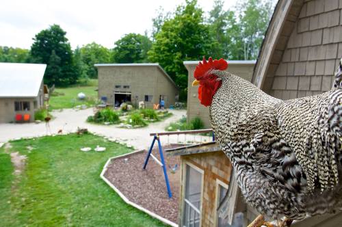 A close-up of a rooster perched on a railing, overlooking a farmyard with buildings and greenery in the background.