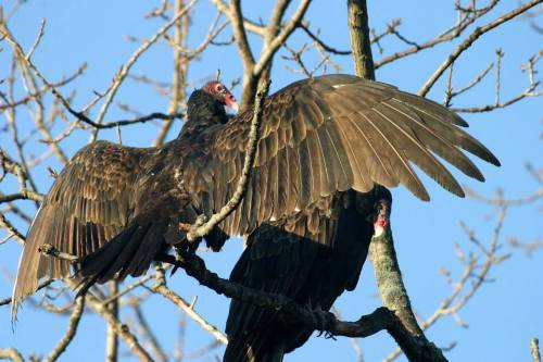 Two vultures perched on a tree branch, one spreading its wings against a clear blue sky.