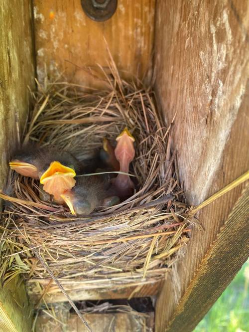 Three baby birds with open beaks in a nest made of twigs and grass, inside a wooden birdhouse.