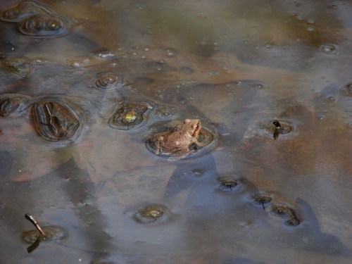 A small brown frog sits on the surface of a murky pond, surrounded by ripples and leaves.