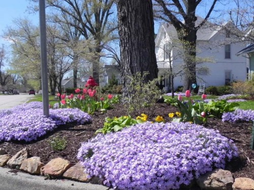 Colorful flower beds with purple blooms, tulips, and greenery surround a tree near a residential area on a sunny day.