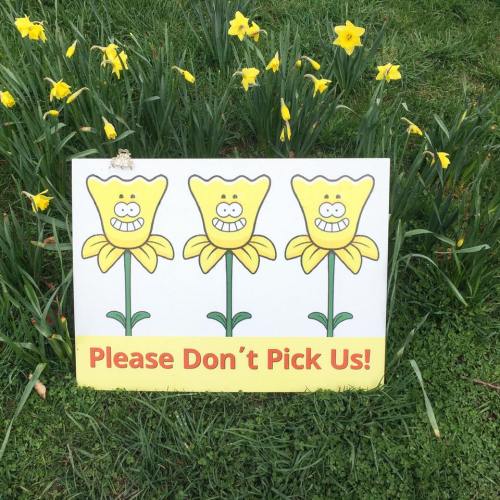 A sign with cartoon flowers and a message: "Please Don't Pick Us!" in front of blooming daffodils.