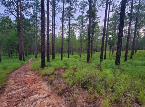 A winding dirt path through a lush green forest with tall pine trees under a cloudy sky.
