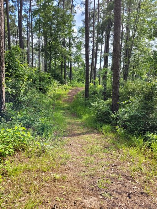 A narrow dirt path winding through a lush green forest with tall trees and dense underbrush on either side.