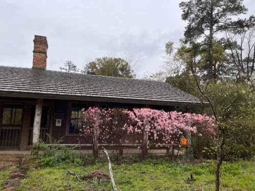 A rustic house with a chimney, surrounded by blooming pink flowers and greenery under a cloudy sky.