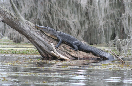 An alligator rests on a fallen tree in a swamp, surrounded by water and hanging moss.