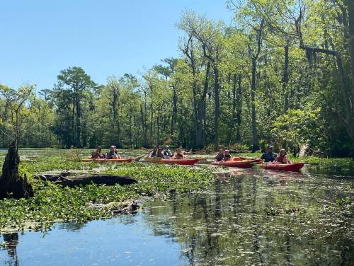 A group of people kayaking in a lush, green swamp surrounded by trees and water plants on a sunny day.