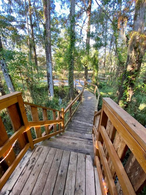 A wooden boardwalk winds through a lush forest, surrounded by trees and greenery.
