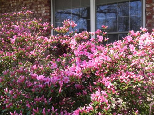A vibrant display of pink flowers blooming near a window, with lush green foliage surrounding them.