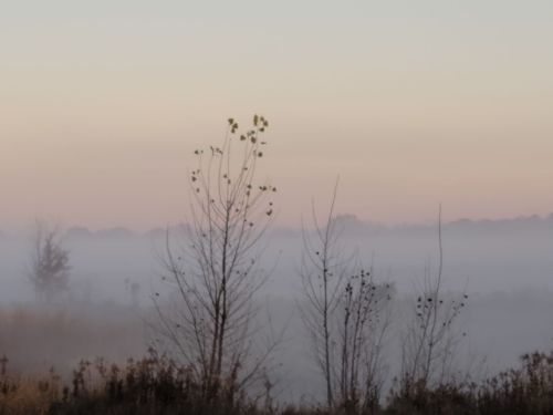 A misty landscape at dawn with silhouetted trees against a soft pastel sky.
