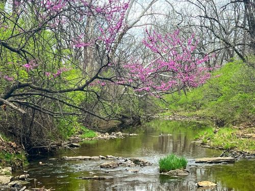 A serene stream flows through a lush green landscape, with blooming pink flowers on trees overhead.