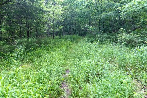 A narrow, overgrown path through a lush green forest with dense trees and foliage on either side.