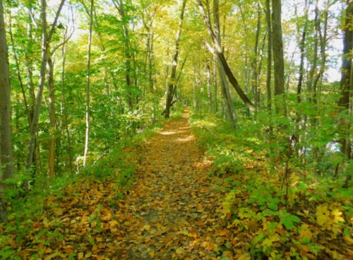 A serene forest path covered in autumn leaves, surrounded by vibrant green and yellow trees.