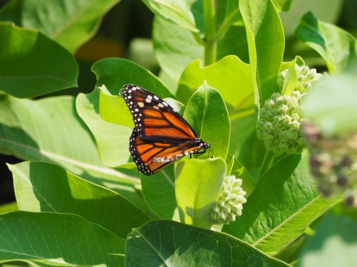 A vibrant monarch butterfly perched on green leaves, surrounded by budding flowers.