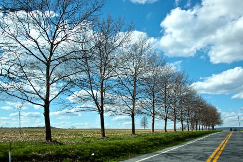 A row of bare trees along a road under a blue sky with fluffy clouds and green grass on the roadside.