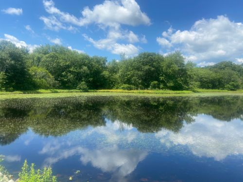 A serene lake reflecting blue skies and fluffy clouds, surrounded by lush green trees and vegetation.