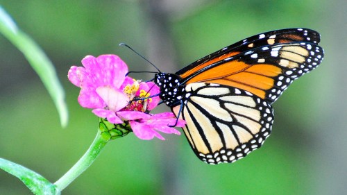 A monarch butterfly perched on a pink flower, showcasing its vibrant orange and black wings against a blurred green background.