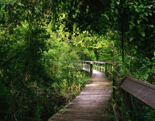 A winding wooden boardwalk surrounded by lush green foliage and trees in a serene natural setting.