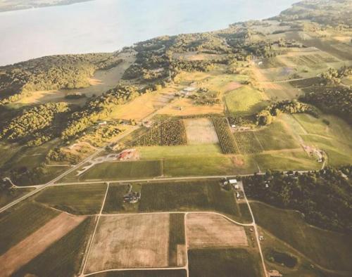 Aerial view of lush green fields and vineyards near a lake, with winding roads and patches of farmland.
