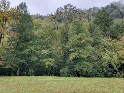 A lush green forest with a variety of trees, set against a cloudy sky and a grassy foreground.