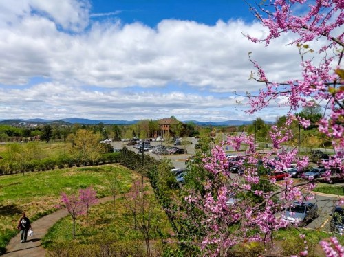 A scenic view of a park with blooming pink flowers, a parking lot, and distant mountains under a partly cloudy sky.
