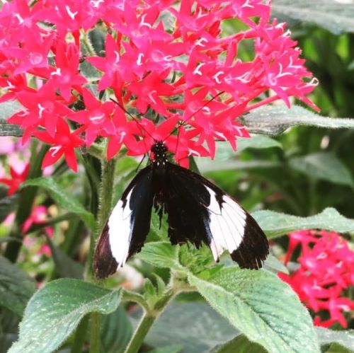 A black and white butterfly perched on vibrant red flowers in a lush garden setting.