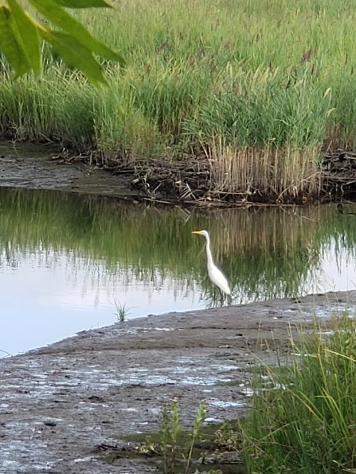 A white heron stands by the edge of a calm, reflective pond surrounded by tall grasses.