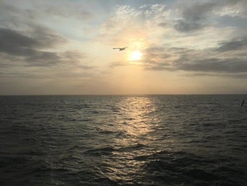 A serene seascape at sunset, with soft clouds and a single bird flying over the shimmering water.