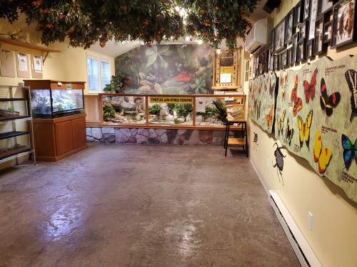 A nature exhibit room with a stone wall, butterfly displays, and a tank, surrounded by greenery and educational posters.