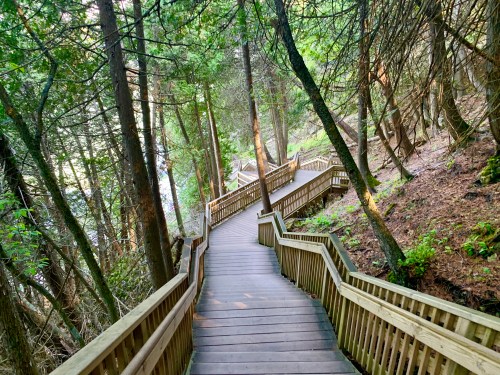 A winding wooden pathway through a lush forest, surrounded by trees and greenery.