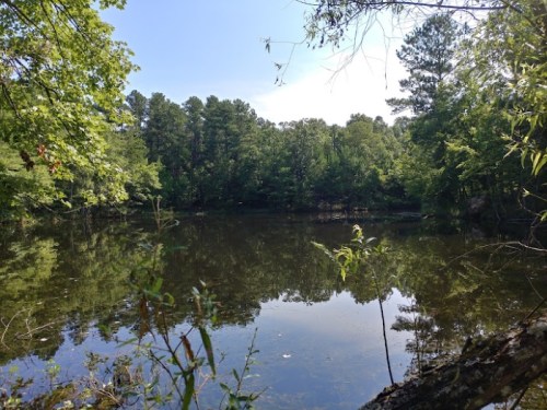 A serene pond surrounded by lush green trees under a clear blue sky, reflecting the landscape in the water.