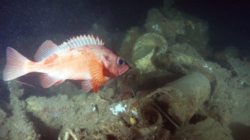 A vibrant orange fish swims near a sunken object on the ocean floor, surrounded by debris and marine life.