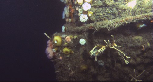 Underwater scene showing a shipwreck covered in colorful corals and marine life, with dark water in the background.