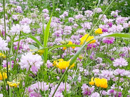 A vibrant field of wildflowers featuring purple and yellow blooms amidst lush green grass.