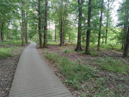 A wooden path winds through a lush green forest with tall trees and underbrush.