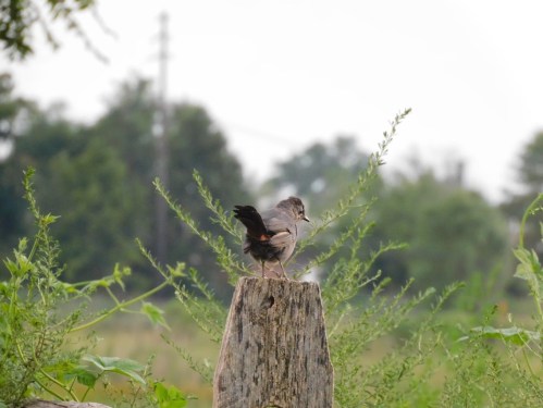 A bird perched on a wooden post, surrounded by greenery and a blurred background of trees and fields.