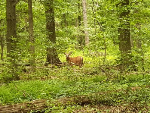 A deer stands among lush green trees and foliage in a dense forest.