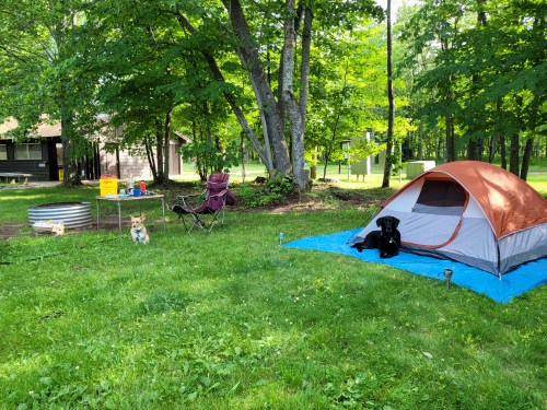 A campsite with a tent, two dogs, a chair, and a picnic table surrounded by green trees and grass.
