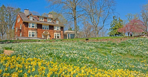 A charming brick house surrounded by a vibrant field of yellow daffodils under a clear blue sky.