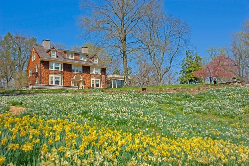 A charming brick house surrounded by a vibrant field of yellow daffodils under a clear blue sky.