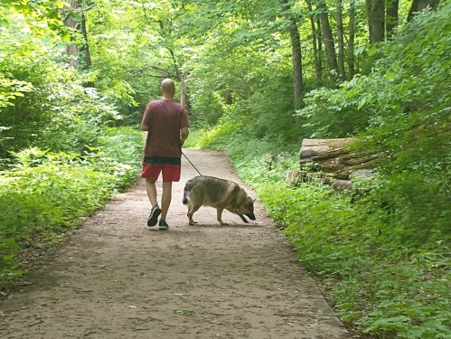 A person walks a dog on a wooded trail surrounded by lush greenery.